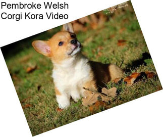 Pembroke Welsh Corgi Kora Video