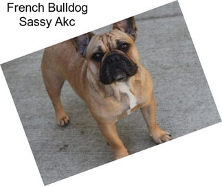 French Bulldog Sassy Akc