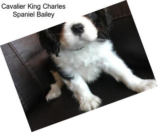 Cavalier King Charles Spaniel Bailey