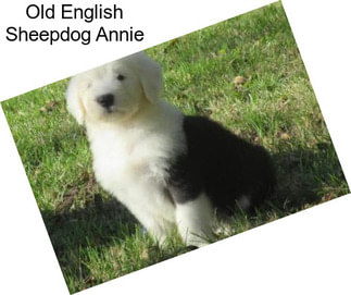 Old English Sheepdog Annie