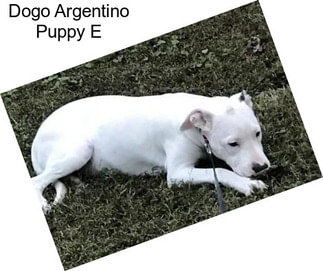 Dogo Argentino Puppy E