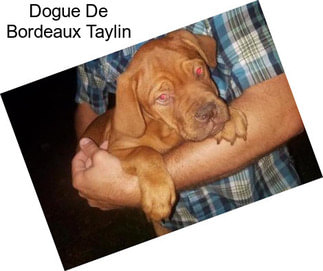 Dogue De Bordeaux Taylin