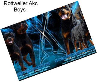 Rottweiler Akc Boys-