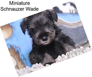 Miniature Schnauzer Wade