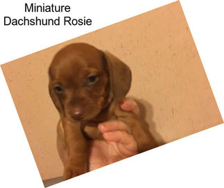 Miniature Dachshund Rosie