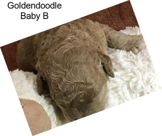 Goldendoodle Baby B