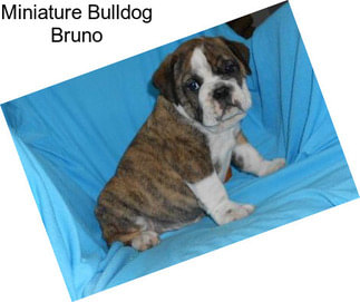 Miniature Bulldog Bruno