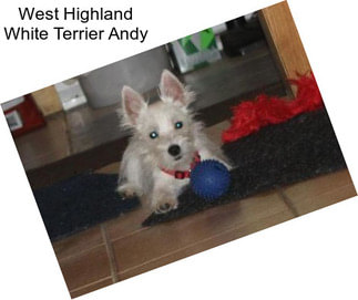 West Highland White Terrier Andy