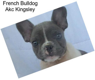 French Bulldog Akc Kingsley