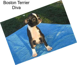 Boston Terrier Diva