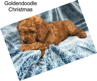 Goldendoodle Christmas