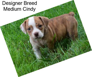 Designer Breed Medium Cindy