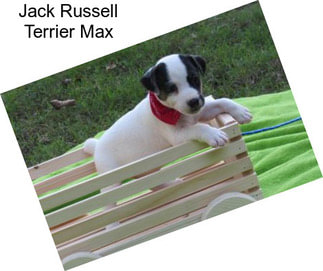 Jack Russell Terrier Max