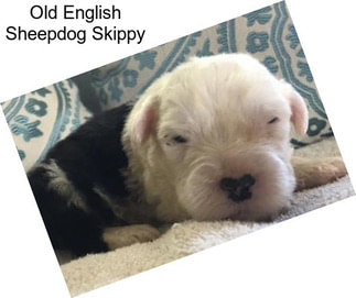 Old English Sheepdog Skippy