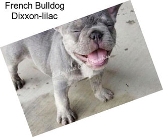 French Bulldog Dixxon-lilac
