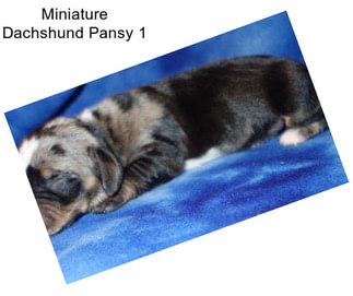 Miniature Dachshund Pansy 1