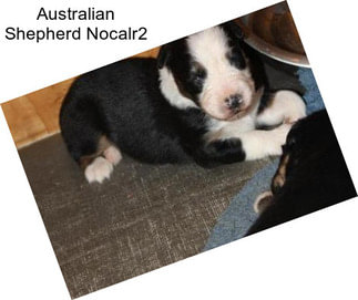 Australian Shepherd Nocalr2