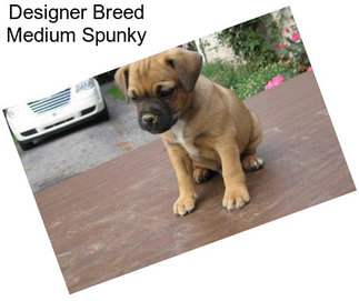 Designer Breed Medium Spunky