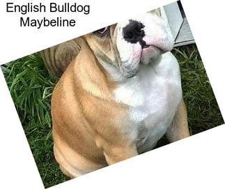 English Bulldog Maybeline