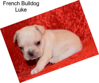 French Bulldog Luke