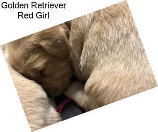 Golden Retriever Red Girl