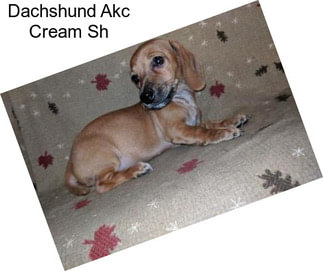 Dachshund Akc Cream Sh