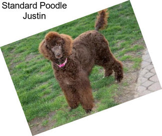 Standard Poodle Justin