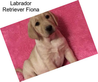 Labrador Retriever Fiona