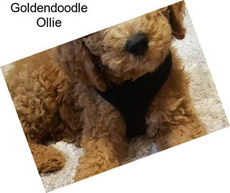 Goldendoodle Ollie