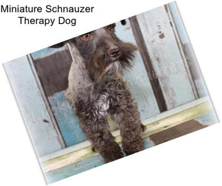 Miniature Schnauzer Therapy Dog