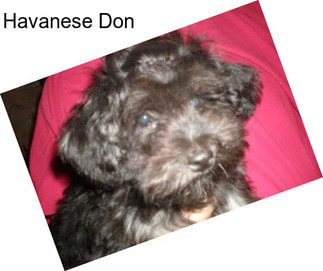 Havanese Don