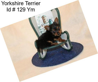 Yorkshire Terrier Id # 129 Ym