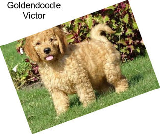 Goldendoodle Victor