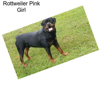 Rottweiler Pink Girl