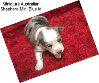 Miniature Australian Shepherd Mini Blue M