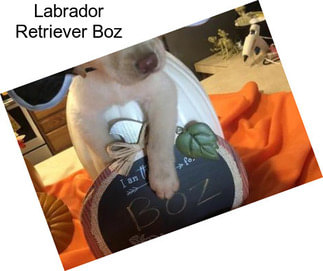 Labrador Retriever Boz