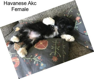 Havanese Akc Female