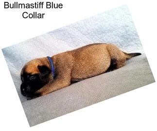 Bullmastiff Blue Collar
