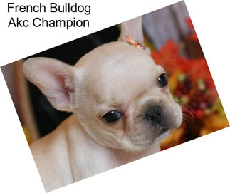 French Bulldog Akc Champion