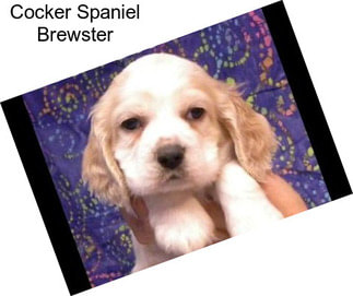 Cocker Spaniel Brewster