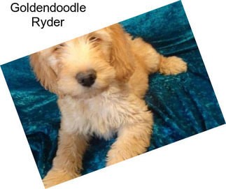 Goldendoodle Ryder