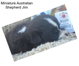 Miniature Australian Shepherd Jim