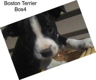 Boston Terrier Bos4