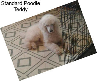 Standard Poodle Teddy