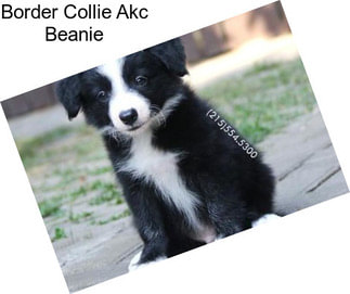 Border Collie Akc Beanie