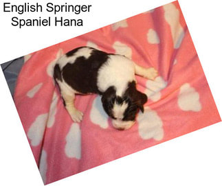 English Springer Spaniel Hana