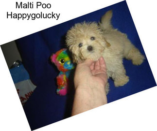 Malti Poo Happygolucky