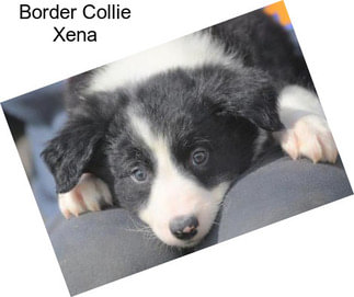 Border Collie Xena