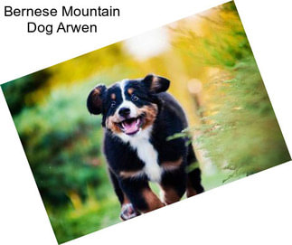 Bernese Mountain Dog Arwen