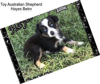Toy Australian Shepherd Hayes Betm